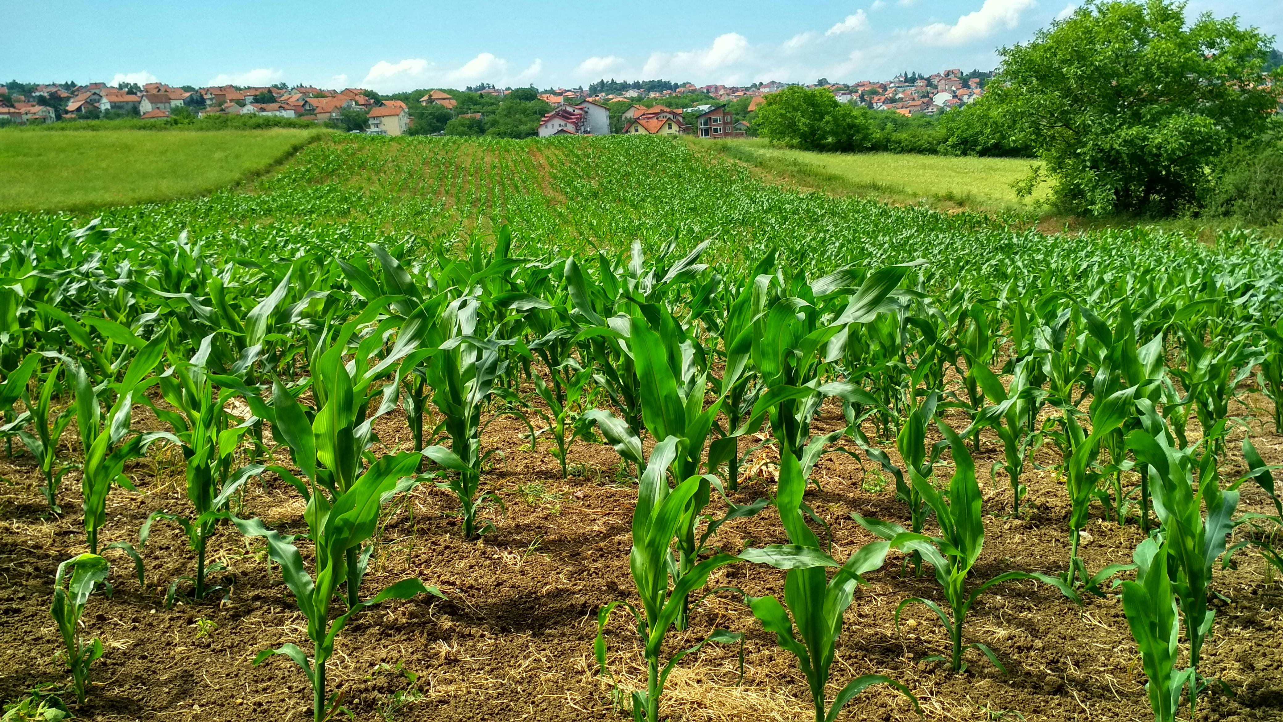 Improving Livelihoods